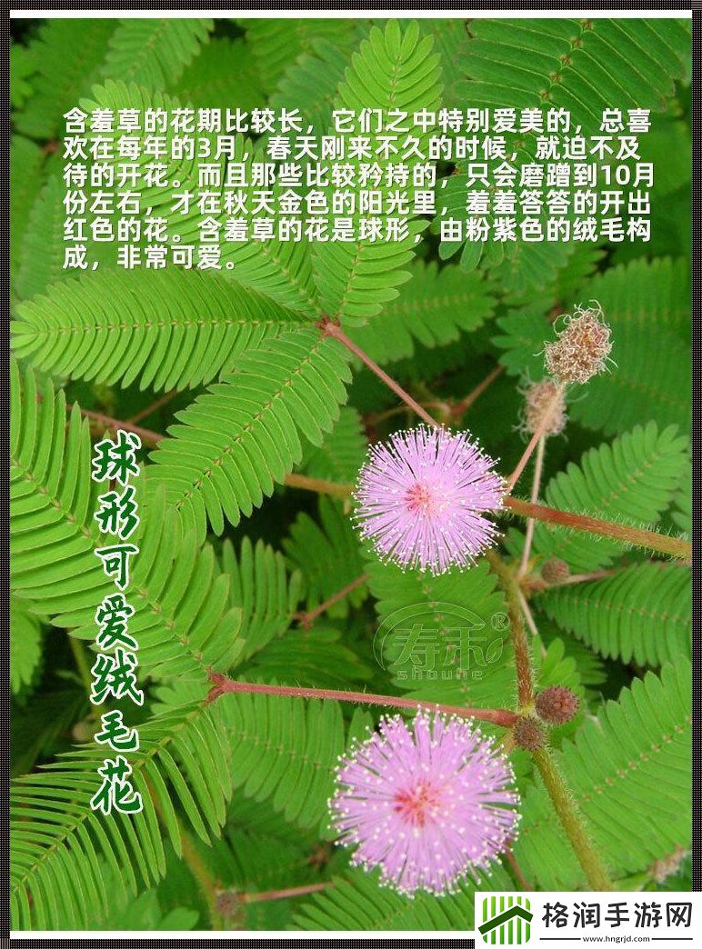 “四大金刚”含羞草