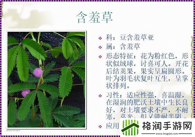 “四大金刚”含羞草