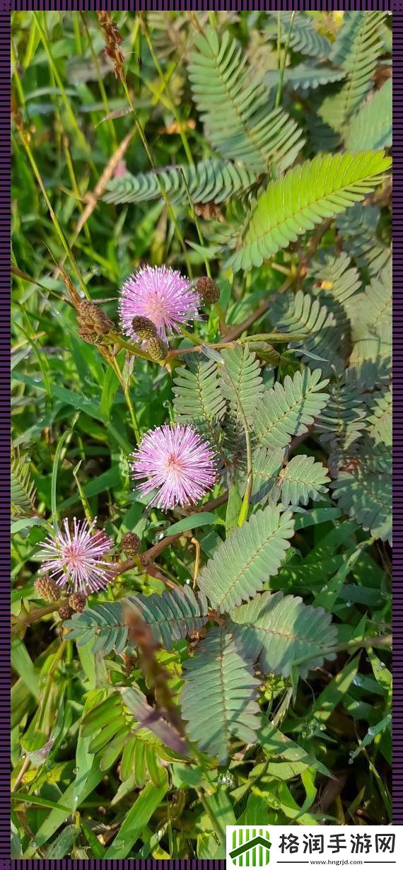 “四大金刚”含羞草