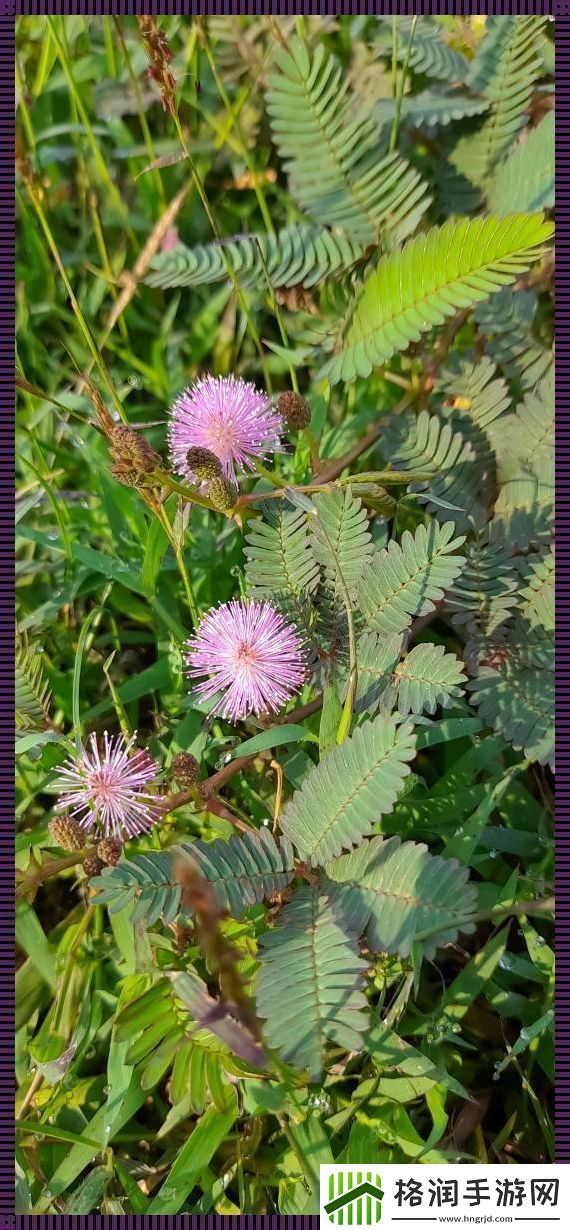 “四大金刚”含羞草