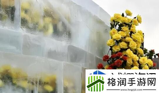 冰封黄玫瑰的含义是什么