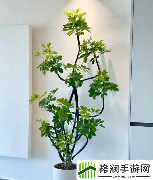 发现坐着扦**b有什么好处让你的植物更具生机