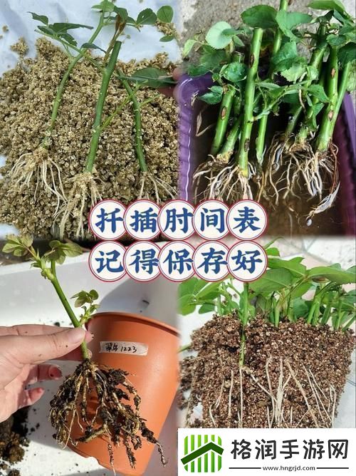 探索“在床上的72种扦插方法”的多样技巧与创意青松