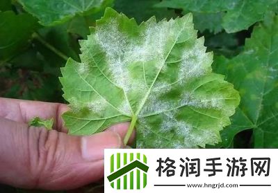 葡萄不准掉出来晚上检查