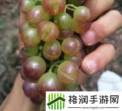 葡萄不准掉出来晚上检查