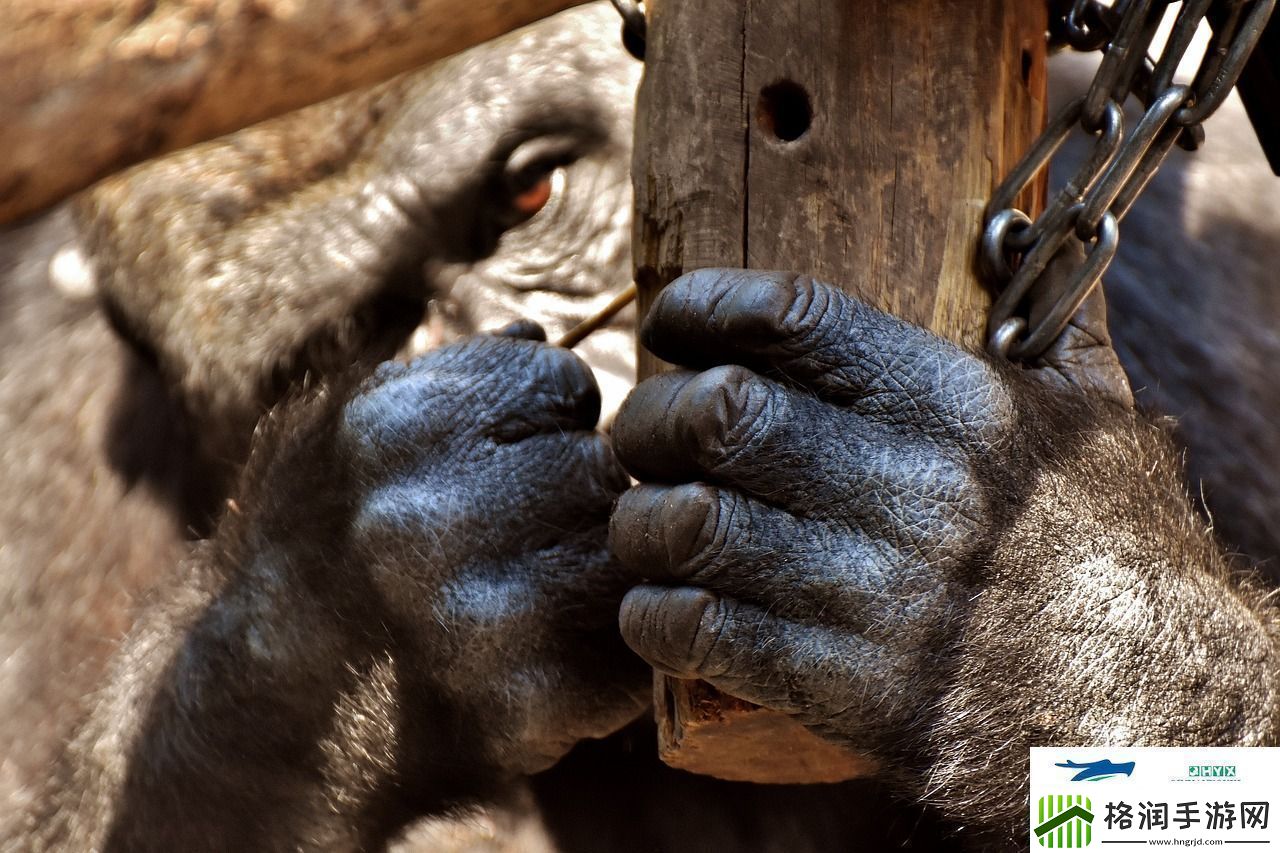 英雄联盟中的猴子角色6299的魅力与挑战