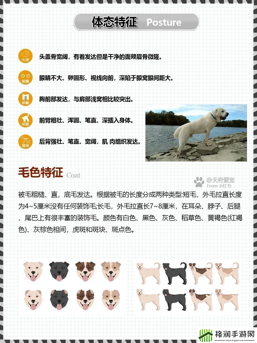 嘿你听说没中亚犬种炫酷界的新风向!