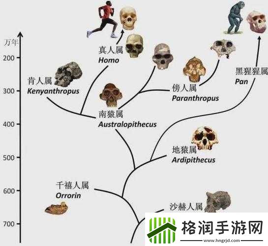 两人造猴子的视频引发的关于物种起源与进化的探讨