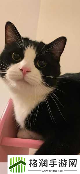 喵星人密室大冒险