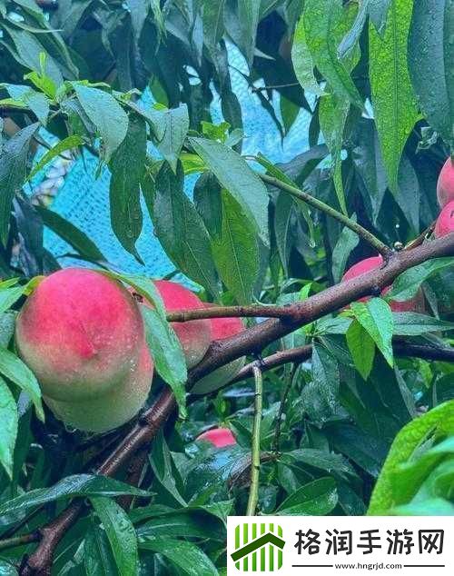 蜜桃视频随时随地想看就看