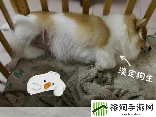 老公不在家狗狗的东西能要吗