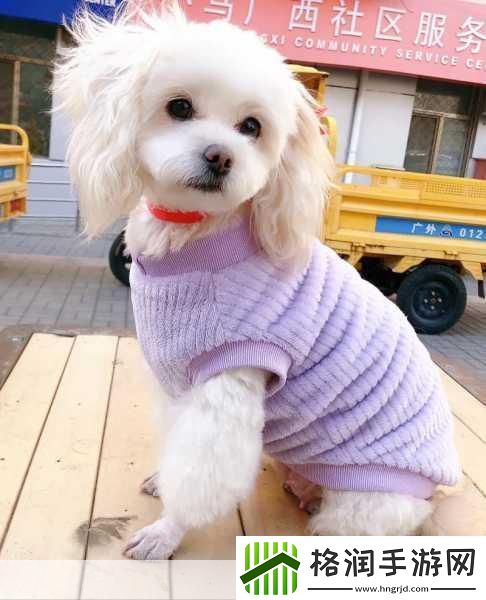 老公不在家狗狗的东西能要吗