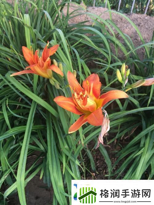 忘忧草一线二线三线友