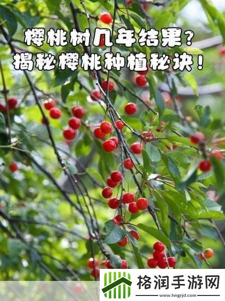 樱桃cherry官