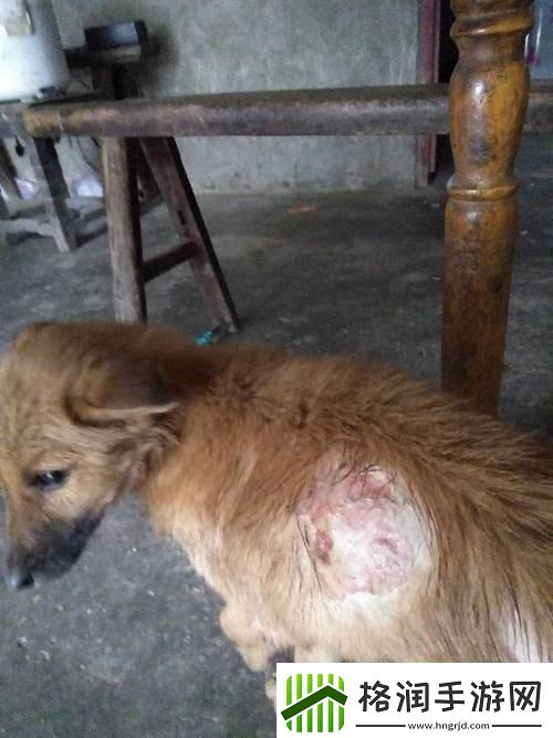 狗狗的东西又硬又烫又臭