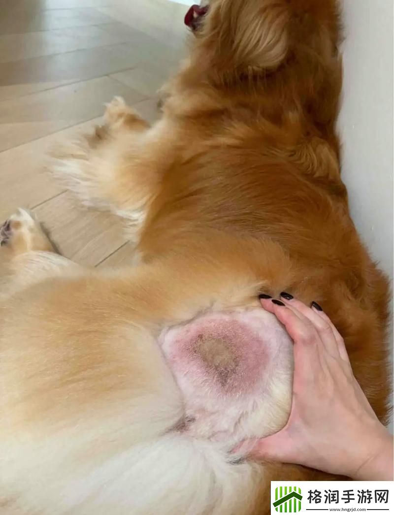 “狗和人胶配方20分钟”