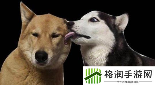 王思聪舔狗语录大全