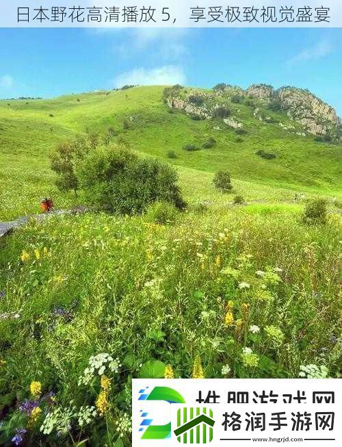 日本野花高清播放