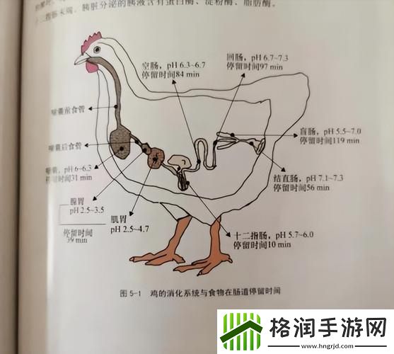 超级肉禽系统来袭