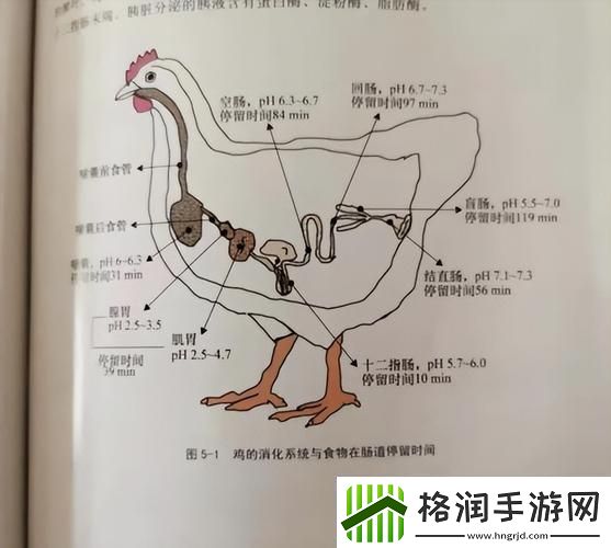 超级肉禽系统来袭