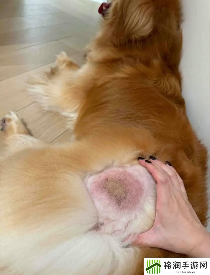 人狗胶配方大全高清四重