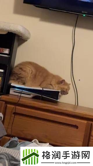 猫猫趴在PS5上不愿离开!玩家