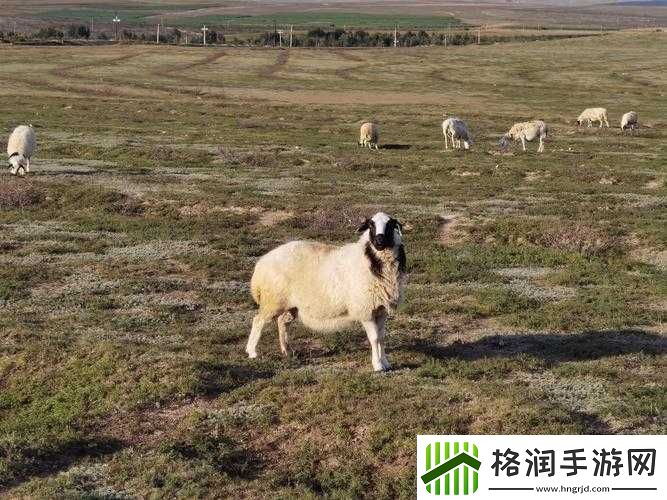 羊的水门能日吗