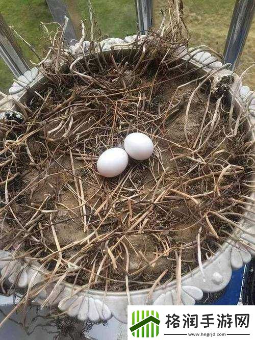 凤凰点升级攻略