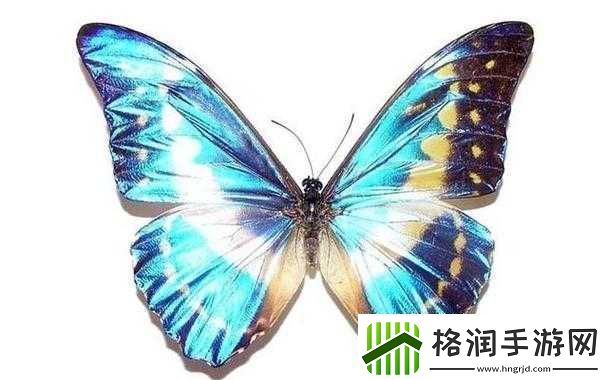 女生蝴蝶比罕见吗