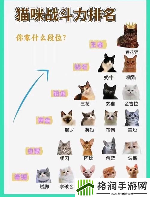 如何快速提升宠物战斗力