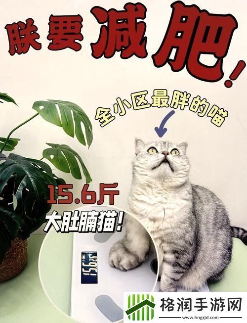 如何快速提升减肥猫等级