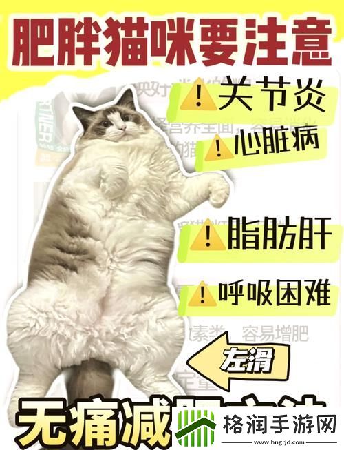 如何快速提升减肥猫等级
