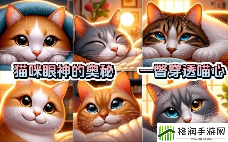 猫咪MV最新地域名怎么取