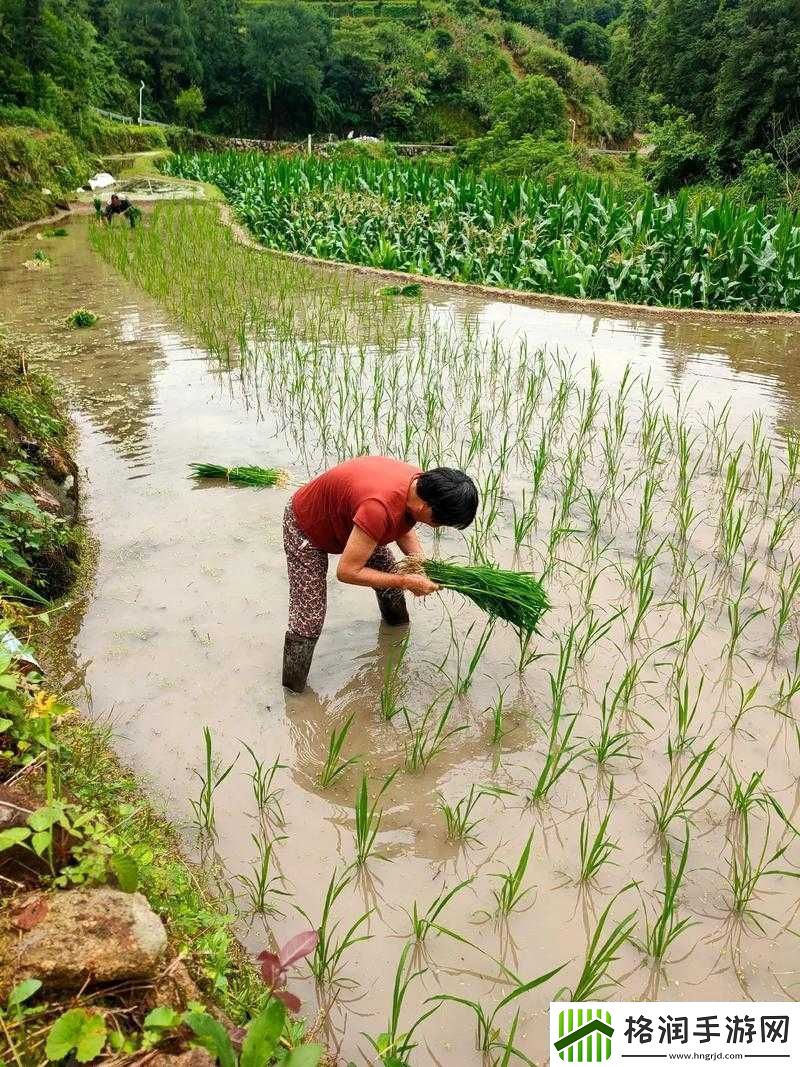 夫妻插秧