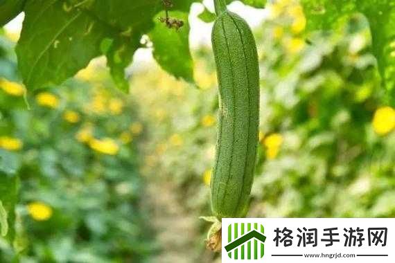 草莓视频在线看