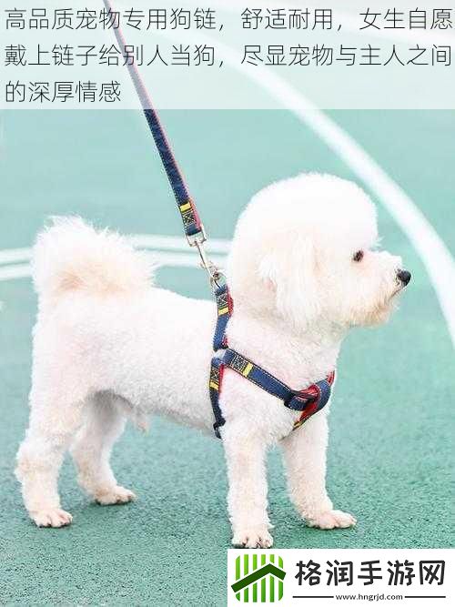 高品质宠物专用狗链