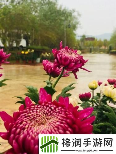 在“母亲的桃花源菊花”中感悟生活的温暖