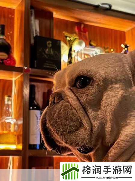 狗狗冰淇淋卡车