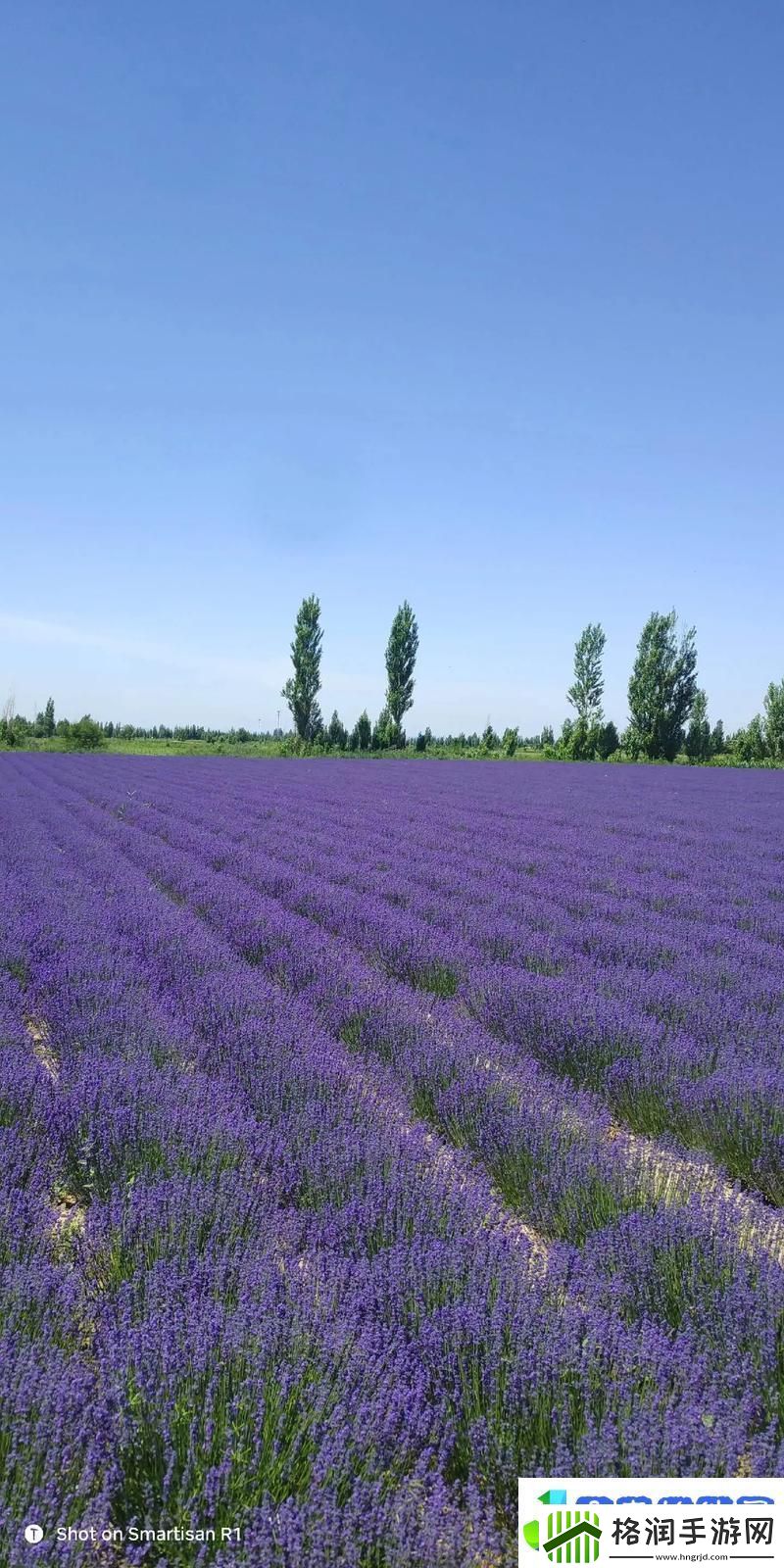 哪里可以免费高清在线观看薰衣草大全