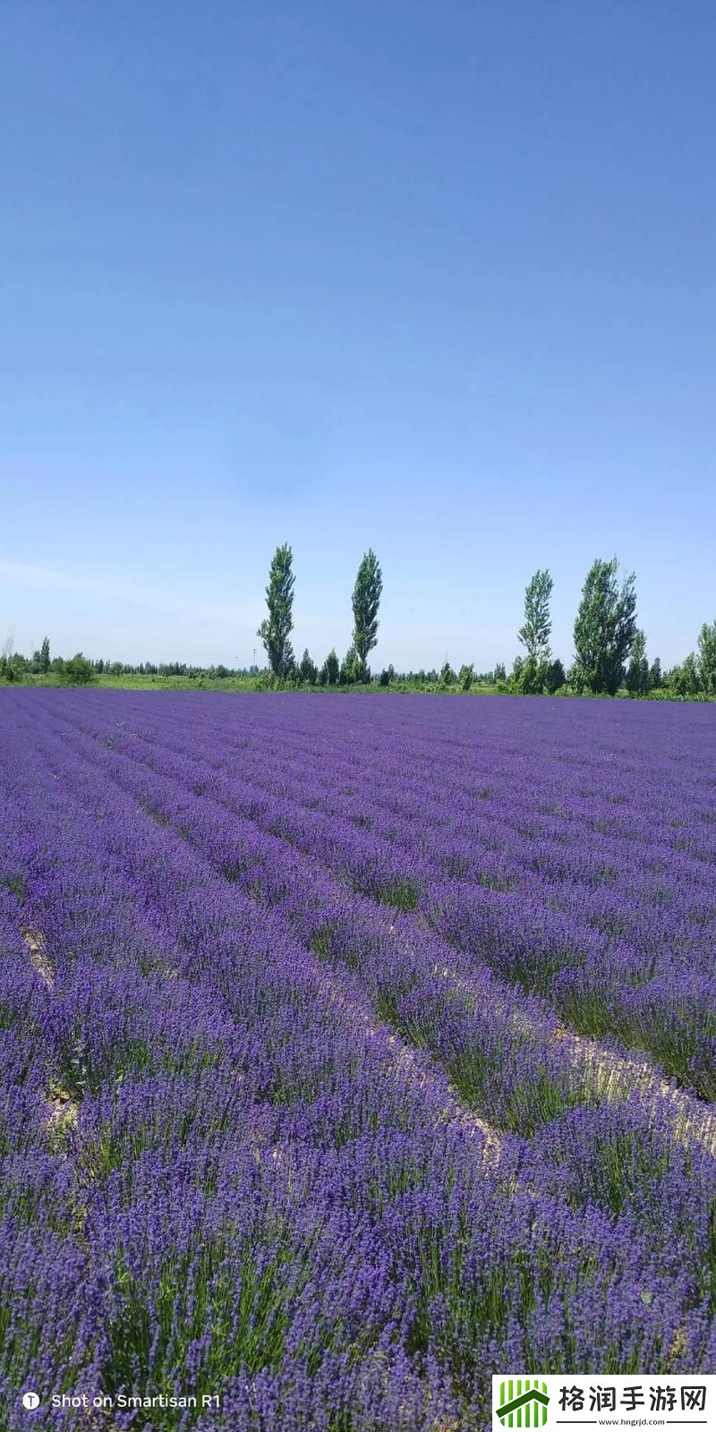 哪里可以免费高清在线观看薰衣草大全