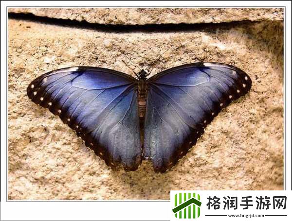 探索梦幻蝴蝶园