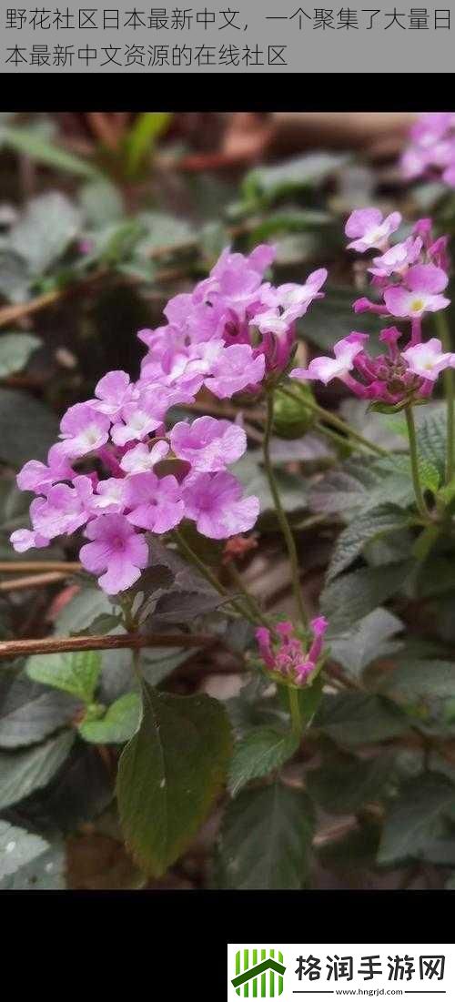 野花社区日本最新中文
