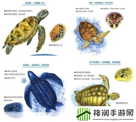 绿海龟的呼吸奥秘鳃与肺的终极对决