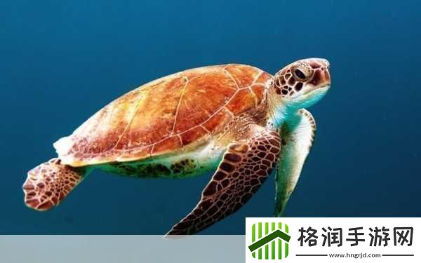 绿海龟的呼吸奥秘鳃与肺的终极对决