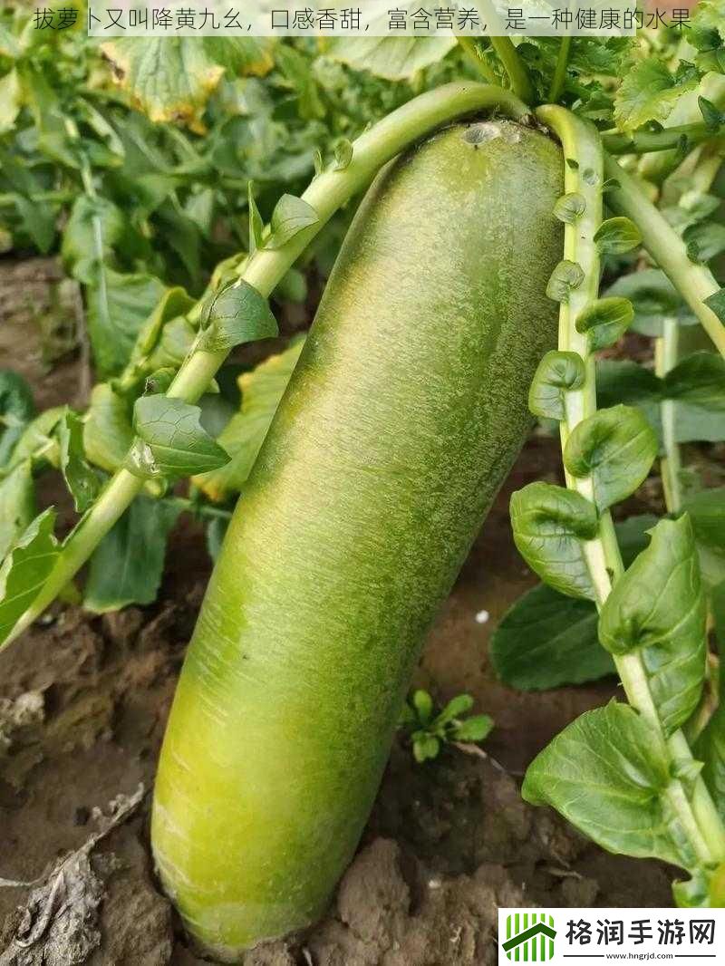 拔萝卜又叫降黄九幺