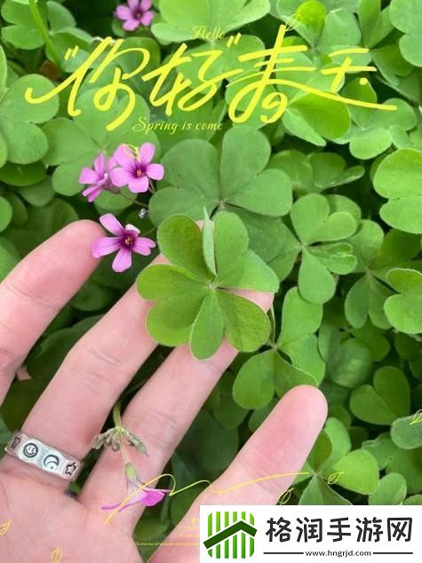 深入探讨成品入与精品入四叶草的区别是什么