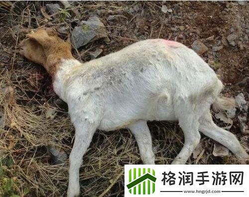 “人日羊会”神秘病来袭