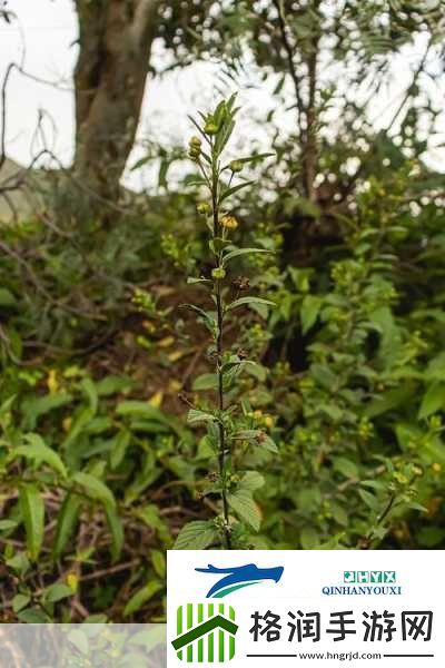 下厨房txl金银花