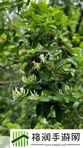 下厨房txl金银花