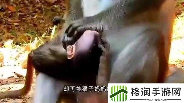 两个人生猴子的场景